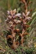 David Plant Photography - Wildlife Photography - Bedstraw broomrape - F