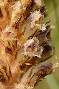 David Plant Photography - Wildlife Photography - Common broomrape - A