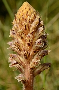 David Plant Photography - Wildlife Photography - Common broomrape - B