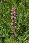 David Plant Photography - Wildlife Photography - Common broomrape - C