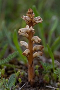 David Plant Photography - Wildlife Photography - Common broomrape - D