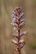 David Plant Photography - Wildlife Photography - Common broomrape - E