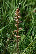 David Plant Photography - Wildlife Photography - Common broomrape - F