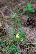 David Plant Photography - Wildlife Photography - Common cow-wheat - J