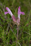 David Plant Photography - Wildlife Photography - Common lousewort - A