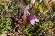 David Plant Photography - Wildlife Photography - Common lousewort - C