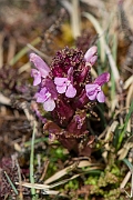 David Plant Photography - Wildlife Photography - Common lousewort - D