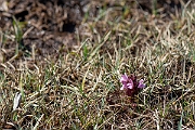 David Plant Photography - Wildlife Photography - Common lousewort - E