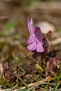 David Plant Photography - Wildlife Photography - Common lousewort - F