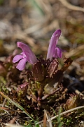 David Plant Photography - Wildlife Photography - Common lousewort - G