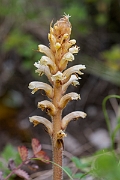 David Plant Photography - Wildlife Photography - Ivy broomrape - A