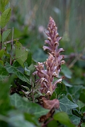 David Plant Photography - Wildlife Photography - Ivy broomrape - C