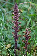 David Plant Photography - Wildlife Photography - Ivy broomrape - E