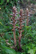 David Plant Photography - Wildlife Photography - Ivy broomrape - G