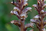David Plant Photography - Wildlife Photography - Ivy broomrape - H