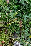 David Plant Photography - Wildlife Photography - Ivy broomrape - L