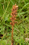 David Plant Photography - Wildlife Photography - Knapweed broomrape - A