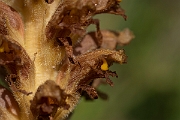 David Plant Photography - Wildlife Photography - Knapweed broomrape - B
