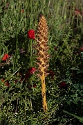 David Plant Photography - Wildlife Photography - Knapweed broomrape - C