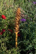 David Plant Photography - Wildlife Photography - Knapweed broomrape - D