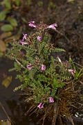David Plant Photography - Wildlife Photography - Marsh lousewort - A