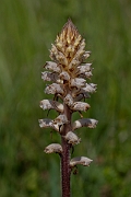 David Plant Photography - Wildlife Photography - Oxtongue broomrape - A
