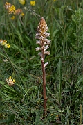 David Plant Photography - Wildlife Photography - Oxtongue broomrape - B