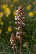 David Plant Photography - Wildlife Photography - Oxtongue broomrape - D