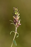 David Plant Photography - Wildlife Photography - Red bartsia - B