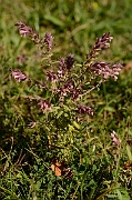 David Plant Photography - Wildlife Photography - Red bartsia - C