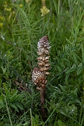 David Plant Photography - Wildlife Photography - Thistle broomrape - A