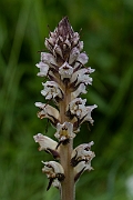 David Plant Photography - Wildlife Photography - Thistle broomrape - E