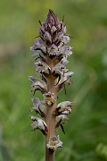 David Plant Photography - Wildlife Photography - Thistle broomrape - F