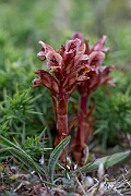 David Plant Photography - Wildlife Photography - Thyme broomrape - A
