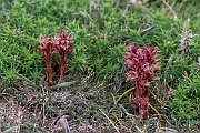 David Plant Photography - Wildlife Photography - Thyme broomrape - C