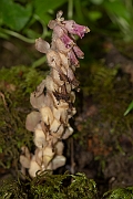 David Plant Photography - Wildlife Photography - Toothwort - A