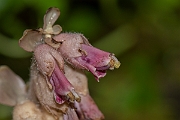 David Plant Photography - Wildlife Photography - Toothwort - B