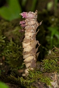 David Plant Photography - Wildlife Photography - Toothwort - C