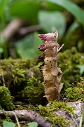 David Plant Photography - Wildlife Photography - Toothwort - D