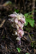 David Plant Photography - Wildlife Photography - Toothwort - E