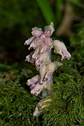 David Plant Photography - Wildlife Photography - Toothwort - G