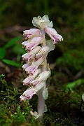 David Plant Photography - Wildlife Photography - Toothwort - H