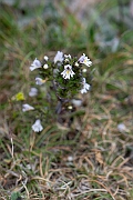 David Plant Photography - Wildlife Photography - Western eyebright - A