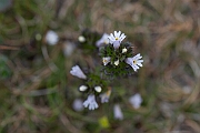 David Plant Photography - Wildlife Photography - Western eyebright - B