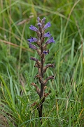 David Plant Photography - Wildlife Photography - Yarrow broomrape - A
