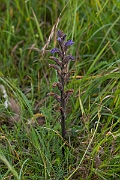 David Plant Photography - Wildlife Photography - Yarrow broomrape - D