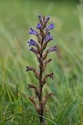 David Plant Photography - Wildlife Photography - Yarrow broomrape - E