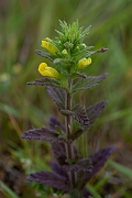 David Plant Photography - Wildlife Photography - Yellow bartsia - A