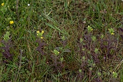 David Plant Photography - Wildlife Photography - Yellow bartsia - D