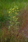 David Plant Photography - Wildlife Photography - Yellow bartsia - E